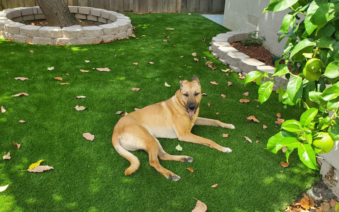 Solve Lawn Burn Permanently with Artificial Turf for Dogs in Santa Rosa