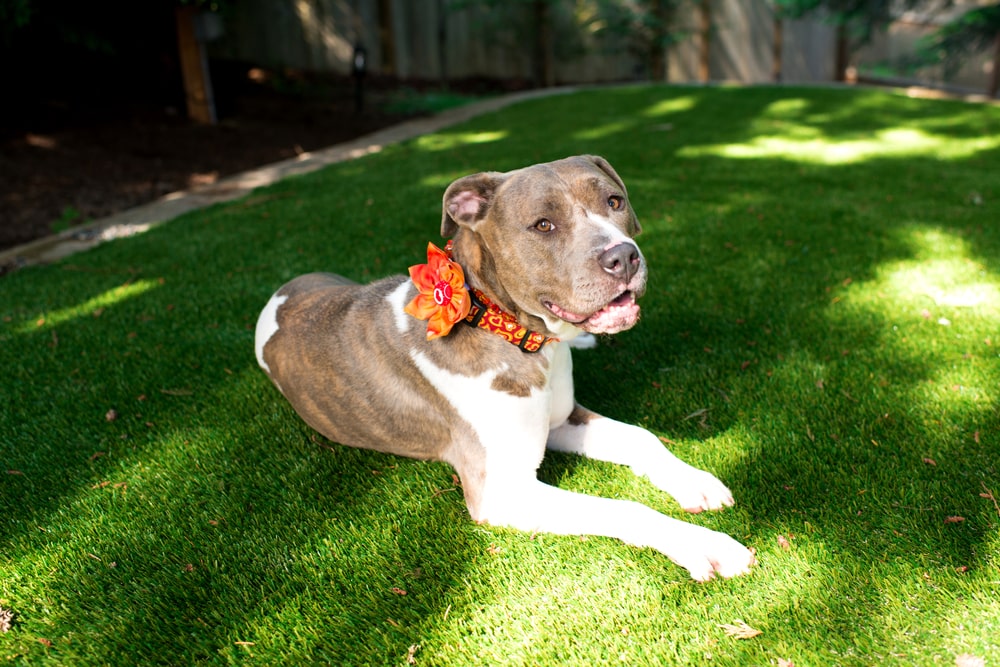 4 Backyard Pet-Proofing Tips from Artificial Grass Installer in Santa Rosa