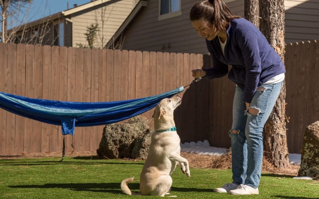 Build Agility Courses with Artificial Turf for Dogs in Santa Rosa