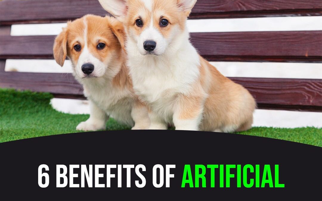 6 Ways Pro Breeders Can Benefit From Artificial Turf for Dogs in Santa Rosa