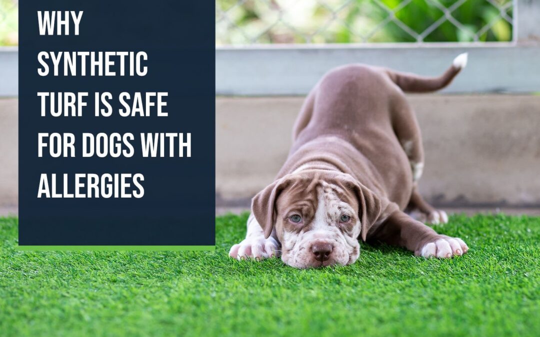 Artificial Turf Installer in Santa Rosa: Is Synthetic Grass Safe for Dogs With Allergies?