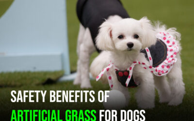 Why Artificial Grass in Santa Rosa, CA Is Safer for Dogs Than Real Grass