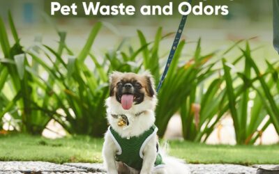 How Artificial Grass Prevents Stains and Odors from Dog Waste